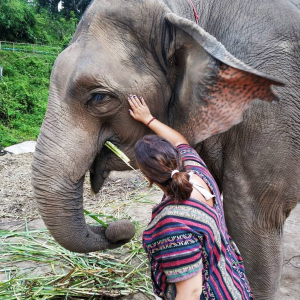 Excursión entre elefantes. Tailandia