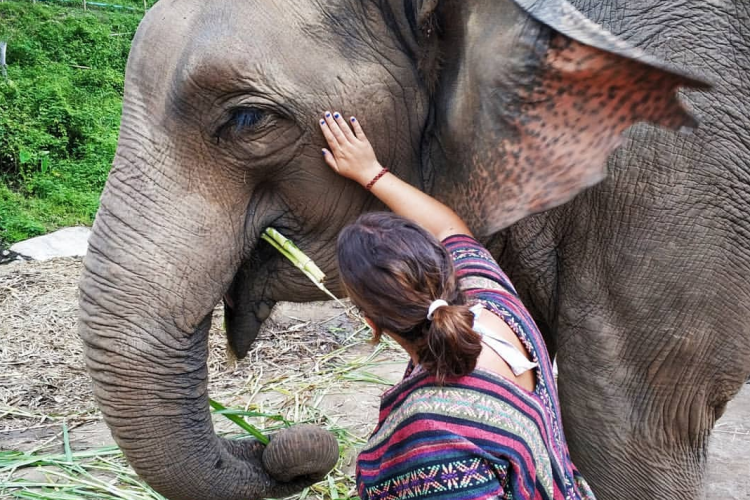 Excursión entre elefantes. Tailandia